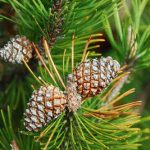 Saunageur Latschenkiefer ( Bergden naaldboom )